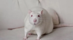 Bijeli štakor albino: sve o neverovatnom kućnom glodaru